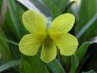 Viola pubescens