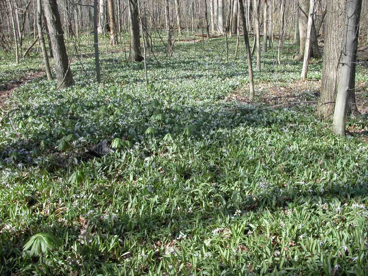 Mottle-leaved white trout lilies