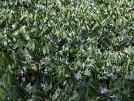 Erythronium albidum