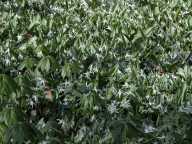 Mottle-leaved white trout lilies