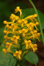 Orange Crested Orchis