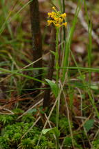 Platanthera cristata