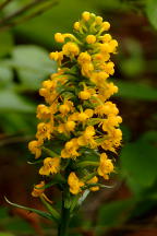 Platanthera cristata