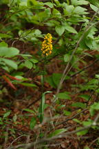 Platanthera cristata