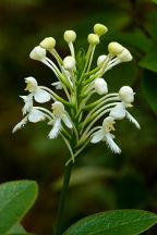 Platanthera blephariglottis