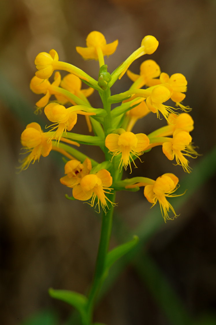 Orange Crested Orchis