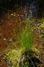 Yellow-Eyed Grass