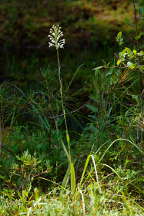 Platanthera blephariglottis