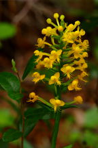 Orange Crested Orchis