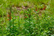 Lobelia cardinalis