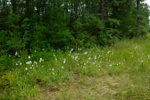 Platanthera blephariglottis