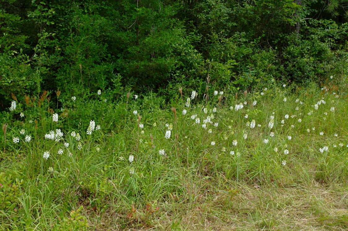 Northern White Fringed Orchis