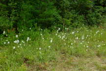 Platanthera blephariglottis