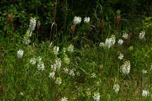 Platanthera blephariglottis