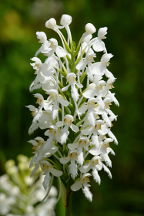 Platanthera blephariglottis