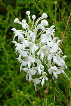 Northern White Fringed Orchis