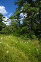 Platanthera blephariglottis