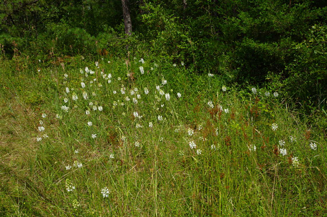 Northern White Fringed Orchis