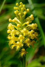 Canby's Hybrid Fringed Orchis