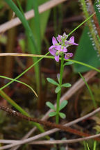 Short-Leaved Milkwort