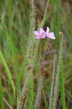Thread-Leaved Sundew