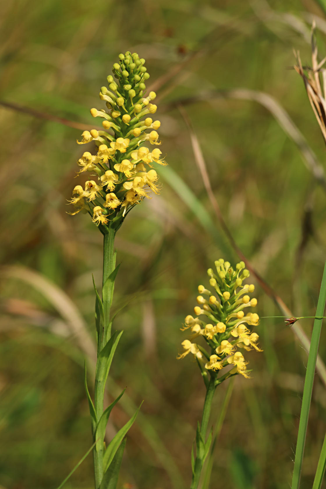 Canby's Hybrid Fringed Orchid