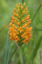 Orange Crested Orchid