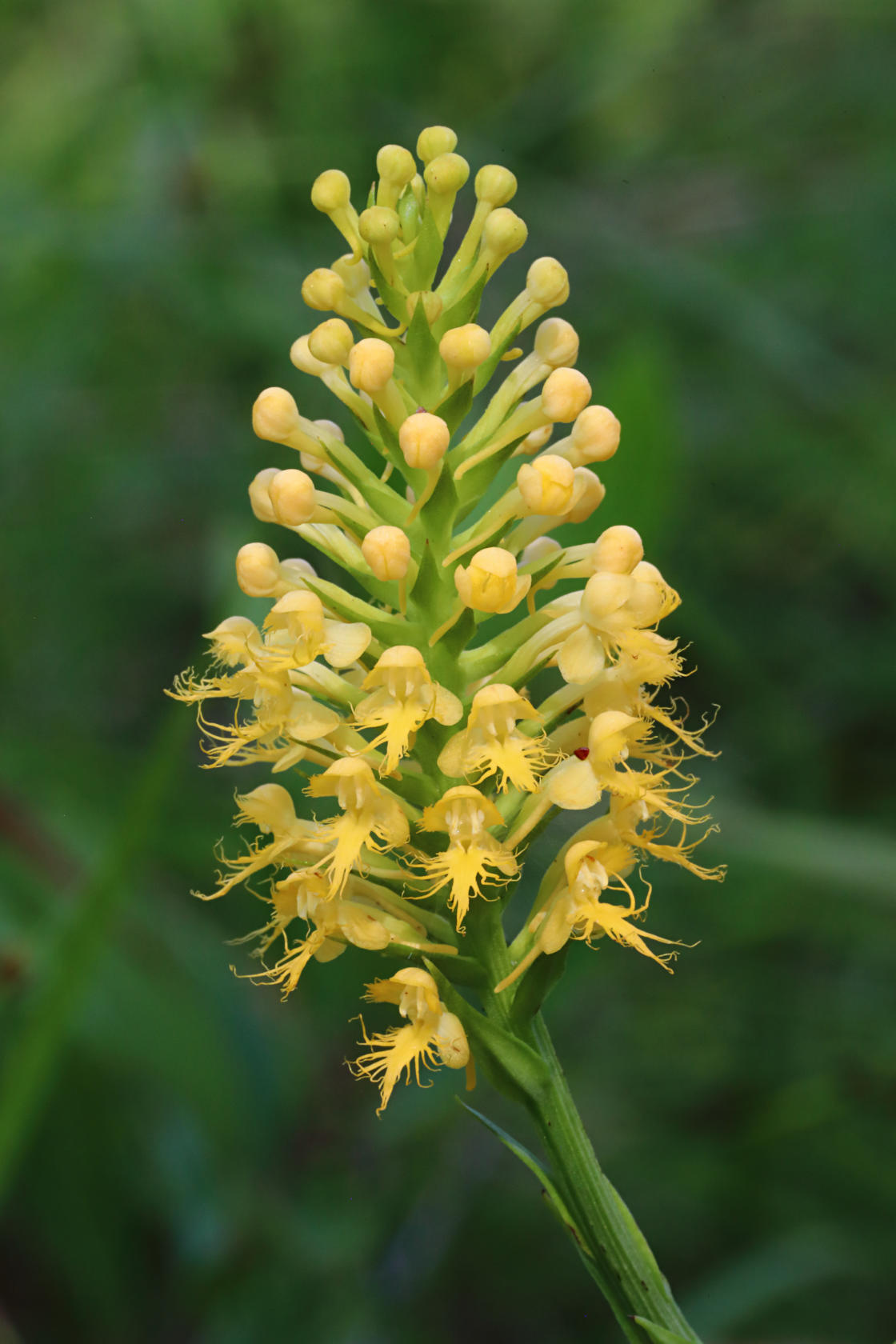 Canby's Hybrid Fringed Orchid