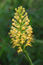 Platanthera canbyi