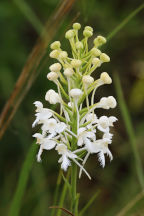 Northern White Fringed Orchid