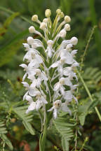 Platanthera blephariglottis