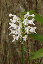 Northern White Fringed Orchid