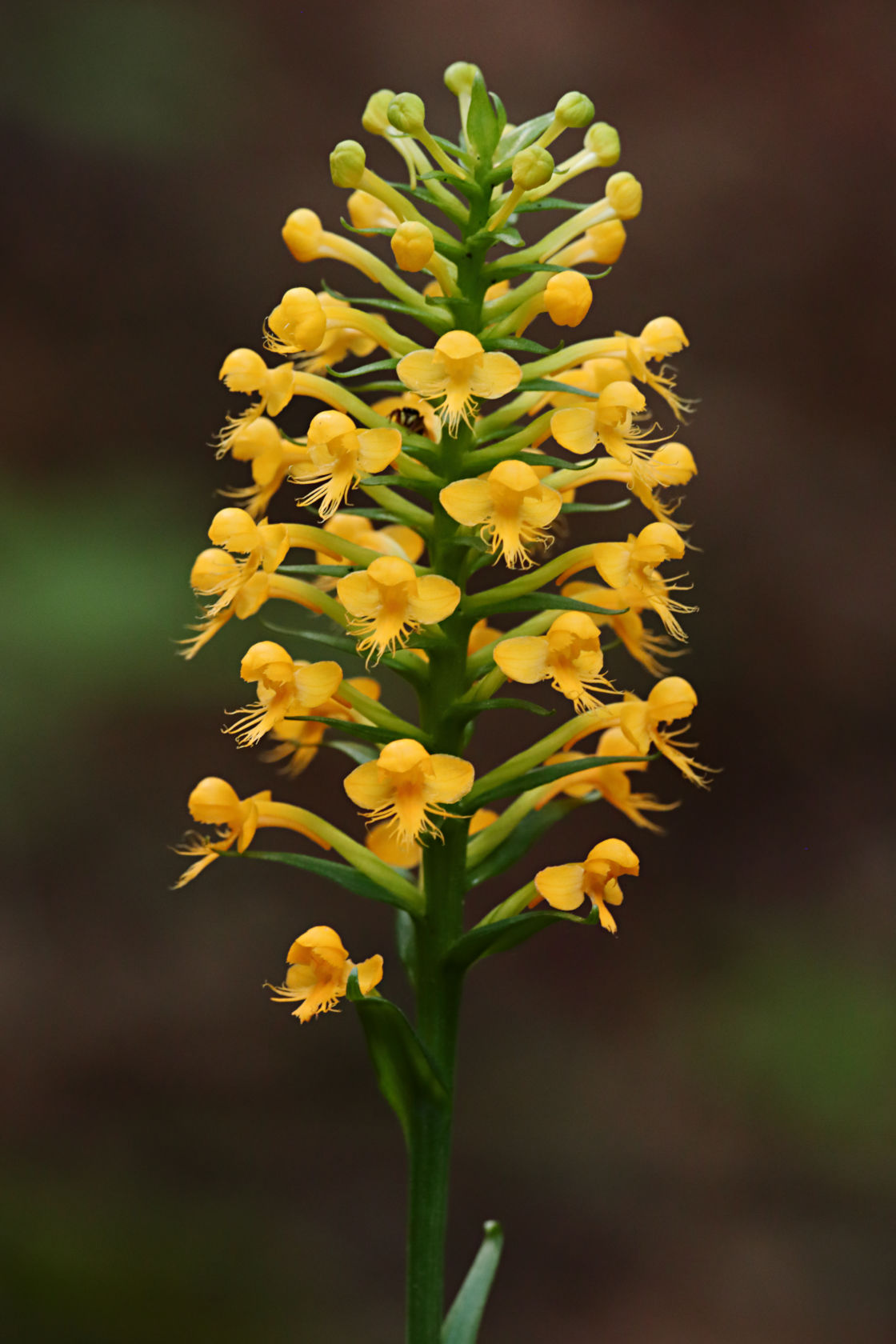 Orange Crested Orchid