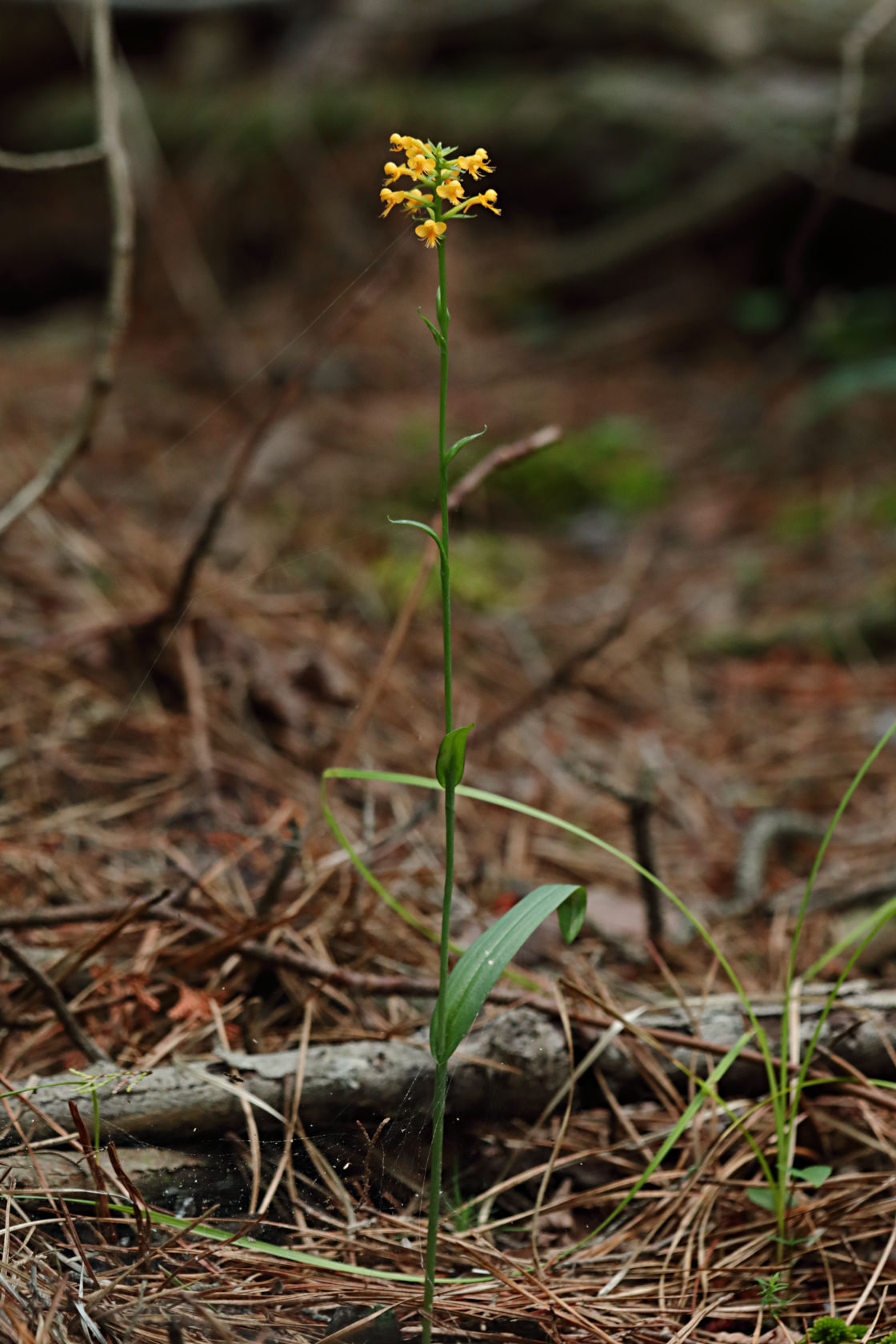 Orange Crested Orchid