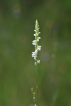 Lace-Lipped Ladies' Tresses