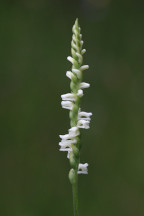 Spiranthes laciniata