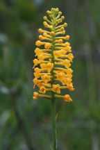 Yellow Fringeless Orchid