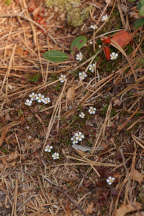 Pyxidanthera barbulata