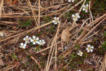 Pyxidanthera barbulata