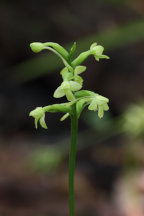 Gymnadeniopsis clavellata var. clavellata