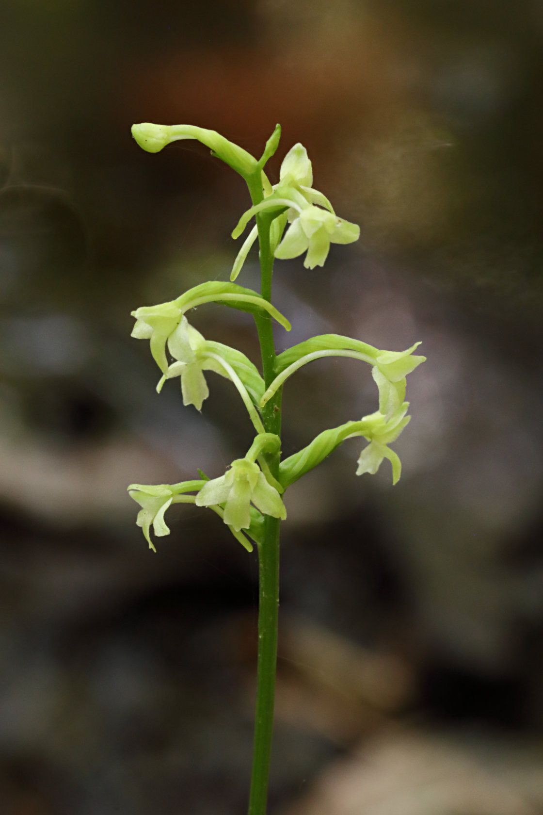 Little Club-Spur Orchid