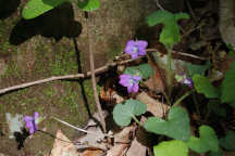 Viola palmata