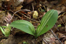 Variegated Showy Orchid