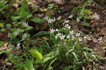 Claytonia virginica