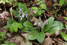 Central Jersey Natural Areas