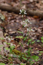 Long-Spurred Violet