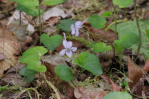 Viola rostrata