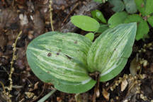 Galearis spectabilis forma variegata