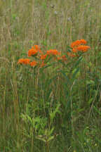 Asclepias tuberosa