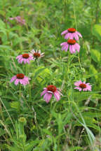 Echinacea purpurea